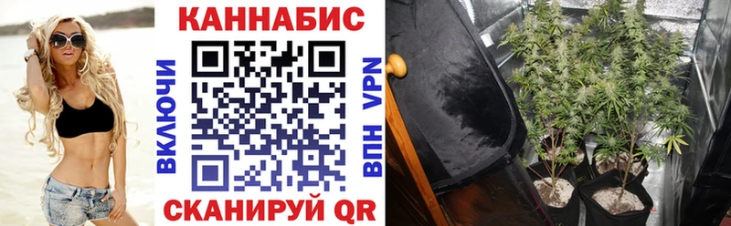 Купить где  Сураж  Канабис Amnesia 